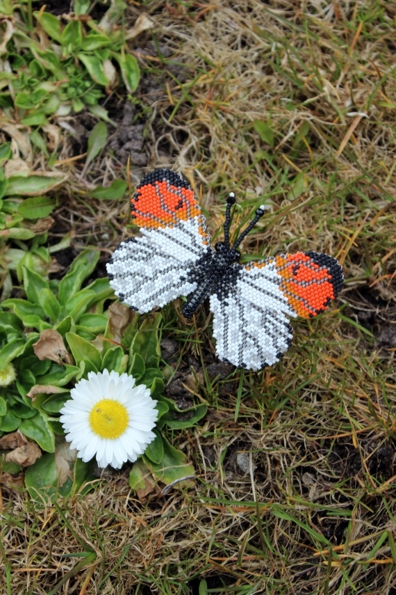 Альбом пользователя Okinawa: Брошь Зорька