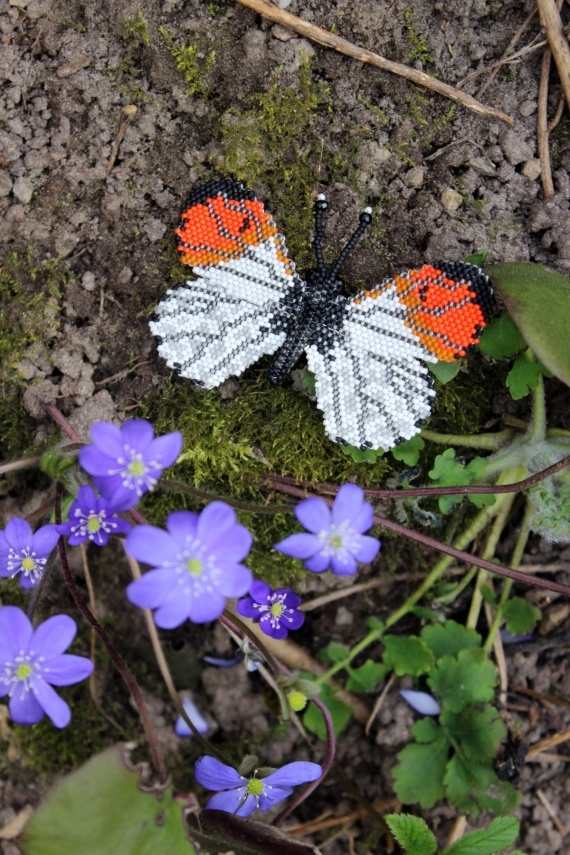 Альбом пользователя Okinawa: Брошь Зорька