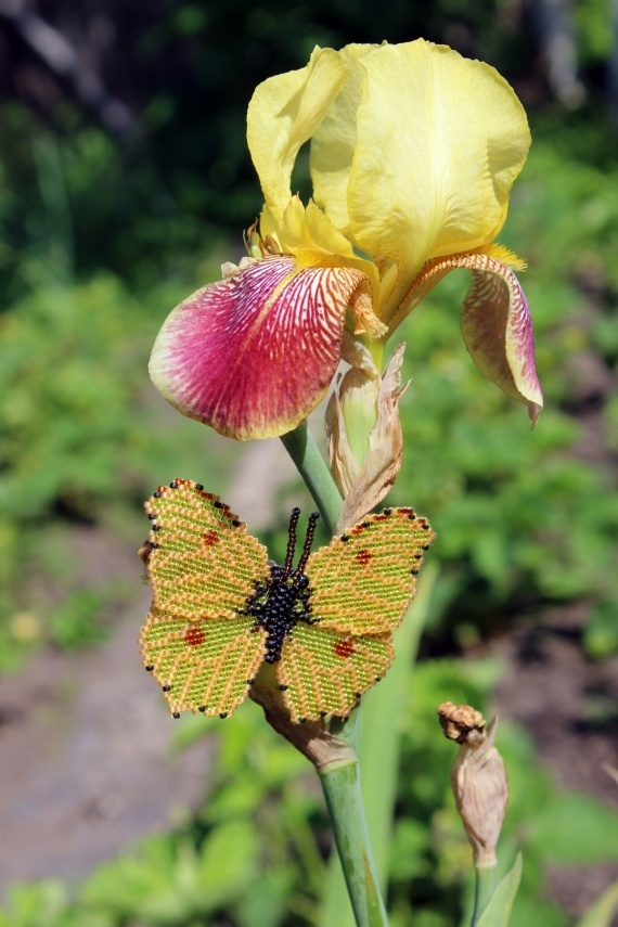 Альбом пользователя Okinawa: Брошь Лимонница
