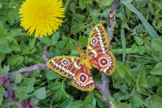 Альбом пользователя Okinawa: Брошь Буэнопсис