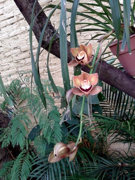 Сад и огород: У меня в саду распустились орхидеи.