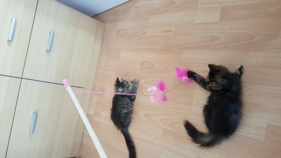 Флудилка: Мои котятки Буся и Мила