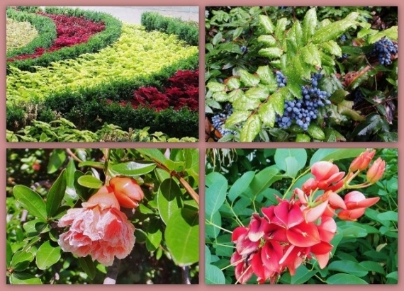 Сад и огород: Цветы Крыма