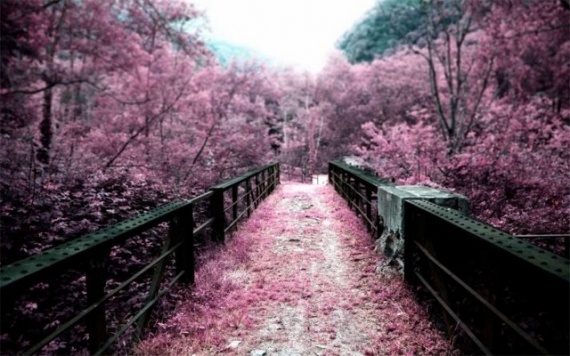 Альбом пользователя Golubeva: Цветущая сакура - розовая мечта