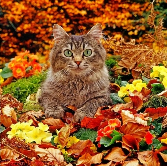 Альбом пользователя Golubeva: Брошка - Осень ко мне по-кошачьи подкралась