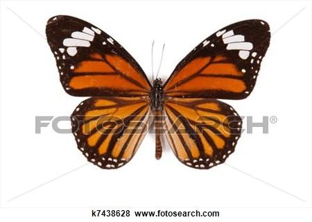 Альбом пользователя ЕкатеринаКостинская: Данаида генутия. Коллекция 63 бабочки мира