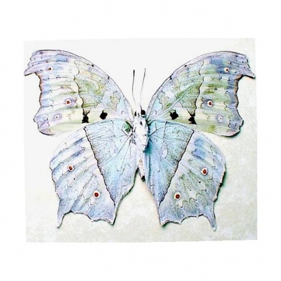 Альбом пользователя ЕкатеринаКостинская: Саламис пархассус. Коллекция 63 бабочки мира
