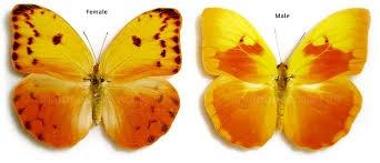 Альбом пользователя ЕкатеринаКостинская: Бабочка Фебис авелланеда. Коллекция 36 бабочек-малявок