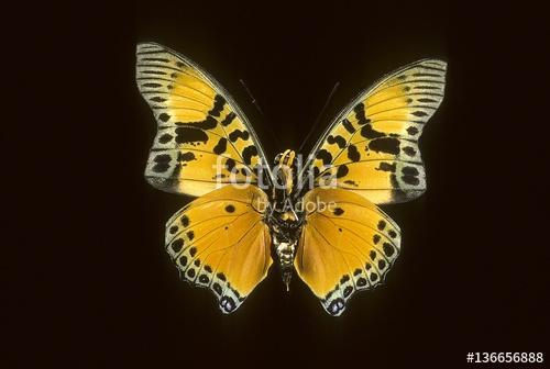 Альбом пользователя ЕкатеринаКостинская: Бабочка Хараксес фурнье. Коллекция 36 бабочек-малявок