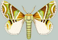 Альбом пользователя ЕкатеринаКостинская: Африканская бабочка Ceratopacha Koellikeri. Коллекция 63 бабочки мира