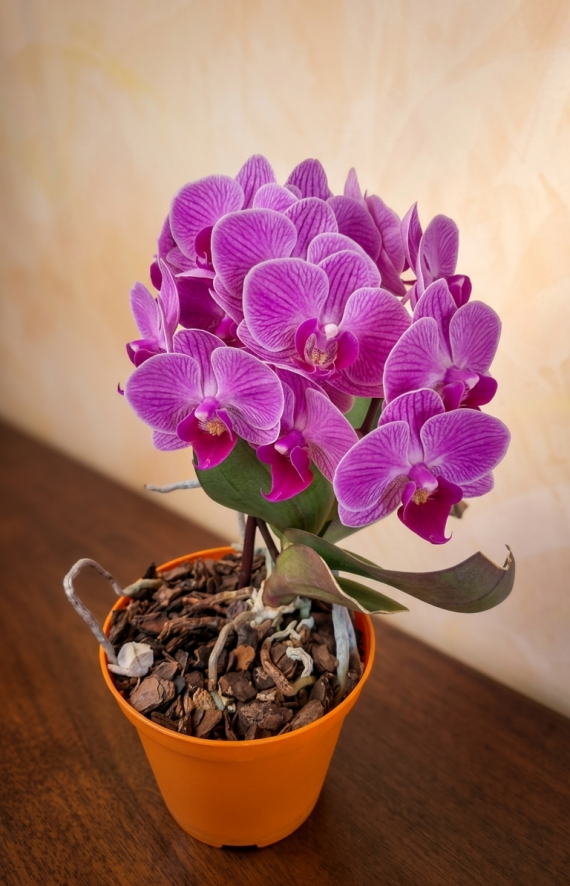 Сад и огород: Орхидея