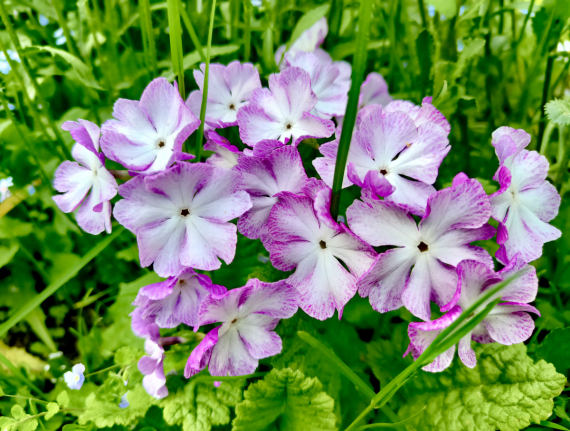 Флудилка: Немного цветочков вам посмотреть. Госпожа Сирень и другие.