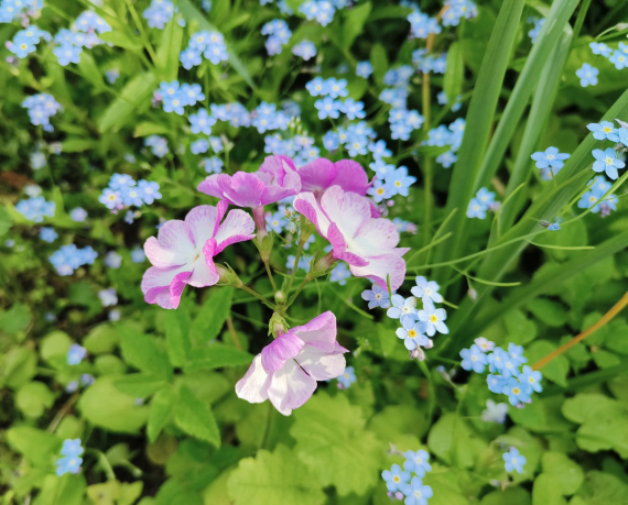 Флудилка: Немного цветочков вам посмотреть. Госпожа Сирень и другие.