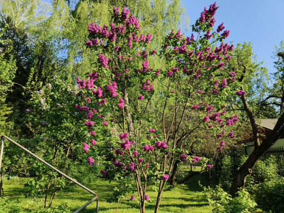Флудилка: Немного цветочков вам посмотреть. Госпожа Сирень и другие.