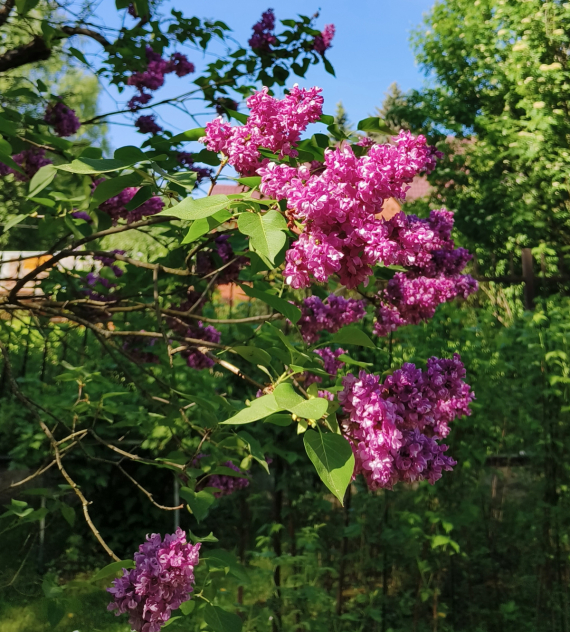 Флудилка: Немного цветочков вам посмотреть. Госпожа Сирень и другие.