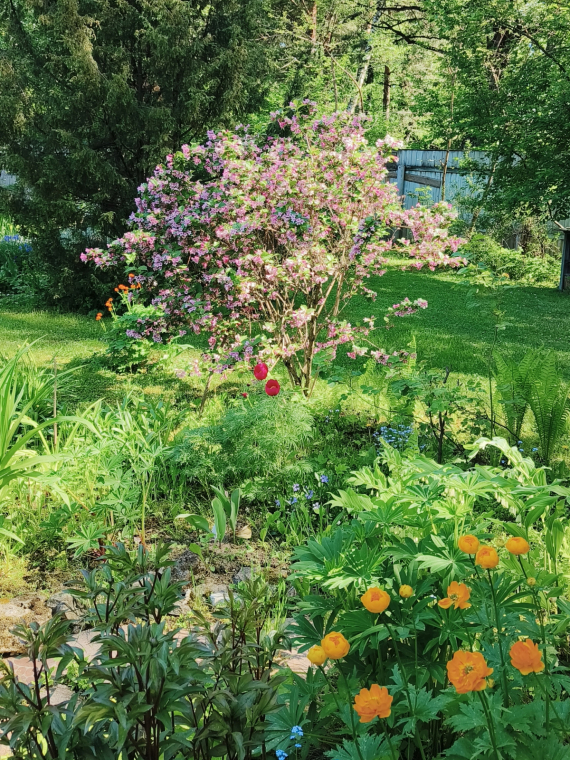 Флудилка: Немного цветочков вам посмотреть. Госпожа Сирень и другие.