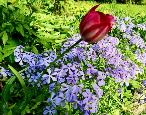 Флудилка: Немного цветочков вам посмотреть. Госпожа Сирень и другие.