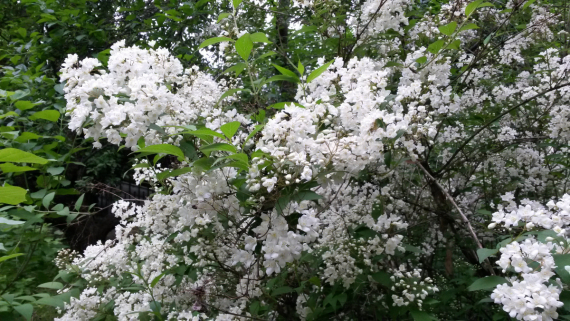 Флудилка: Немного цветочков вам посмотреть. Госпожа Сирень и другие.