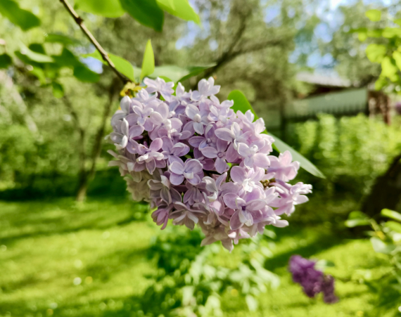 Флудилка: Немного цветочков вам посмотреть. Госпожа Сирень и другие.