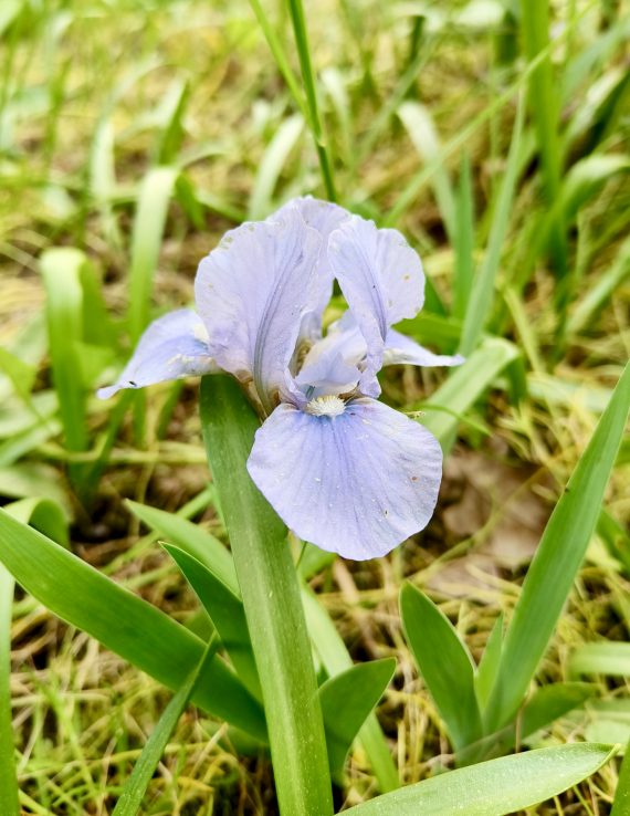 Флудилка: Немного цветочков вам посмотреть. Госпожа Сирень и другие.