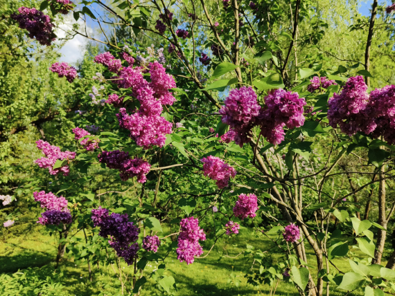 Флудилка: Немного цветочков вам посмотреть. Госпожа Сирень и другие.