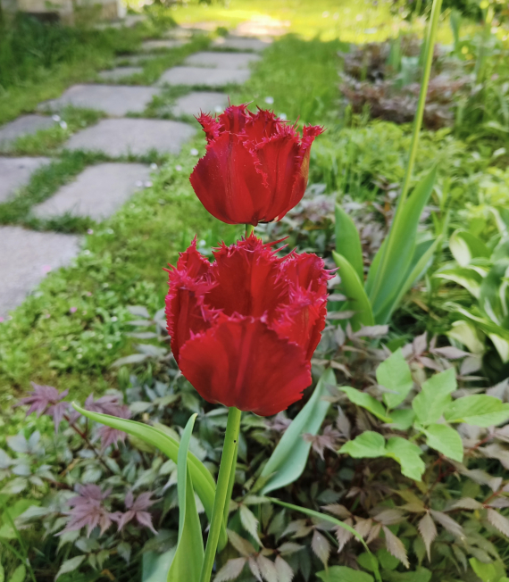 Флудилка: Немного цветочков вам посмотреть. Госпожа Сирень и другие.