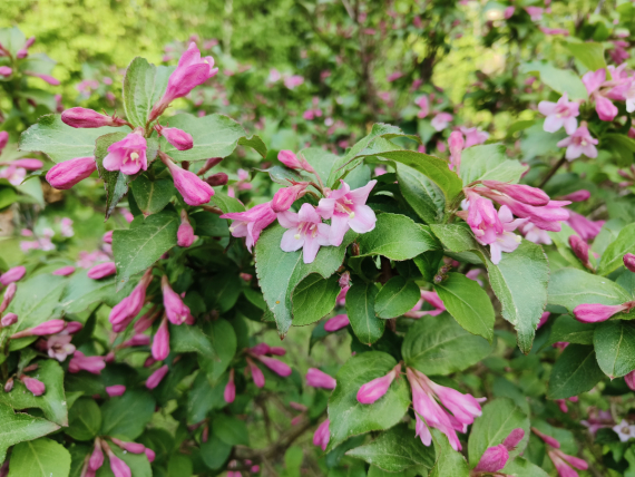 Флудилка: Немного цветочков вам посмотреть. Госпожа Сирень и другие.