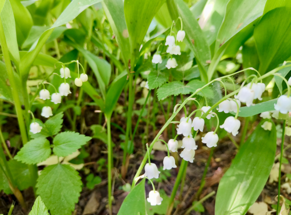 Флудилка: Немного цветочков вам посмотреть. Госпожа Сирень и другие.