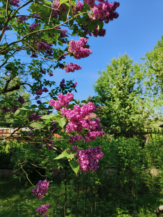 Флудилка: Немного цветочков вам посмотреть. Госпожа Сирень и другие.