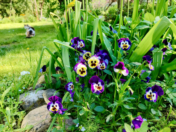 Флудилка: Немного цветочков вам посмотреть. Госпожа Сирень и другие.