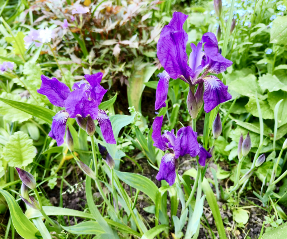 Флудилка: Немного цветочков вам посмотреть. Госпожа Сирень и другие.