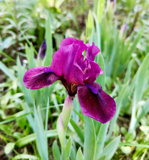 Флудилка: Немного цветочков вам посмотреть. Госпожа Сирень и другие.