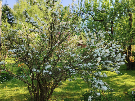 Флудилка: Немного цветочков вам посмотреть. Госпожа Сирень и другие.