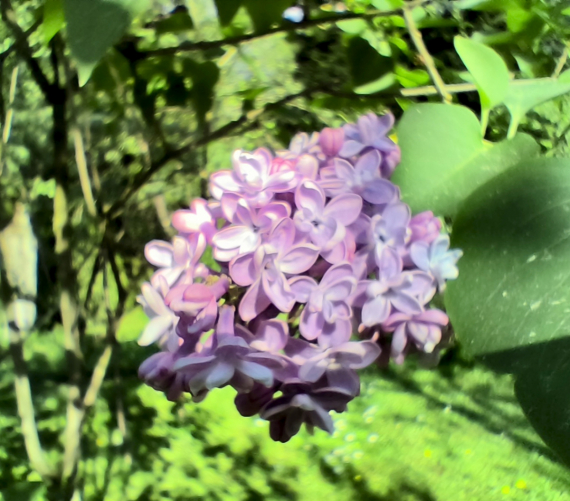 Флудилка: Немного цветочков вам посмотреть. Госпожа Сирень и другие.