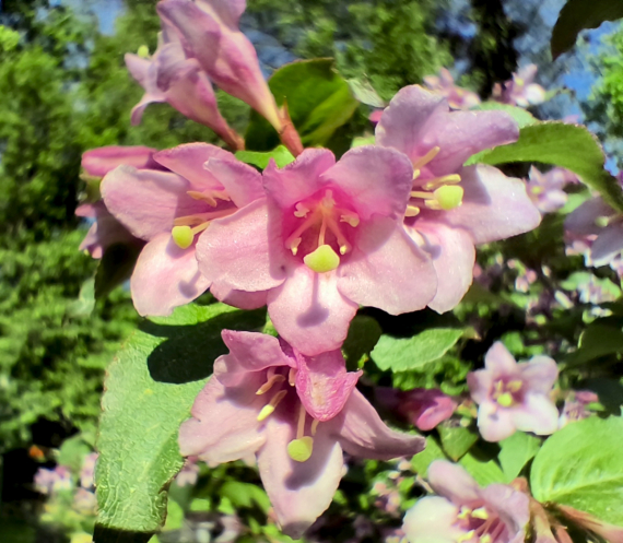 Флудилка: Немного цветочков вам посмотреть. Госпожа Сирень и другие.