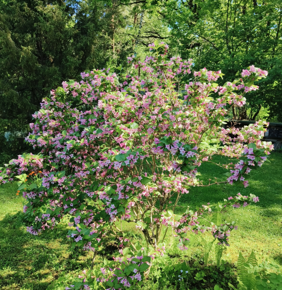 Флудилка: Немного цветочков вам посмотреть. Госпожа Сирень и другие.