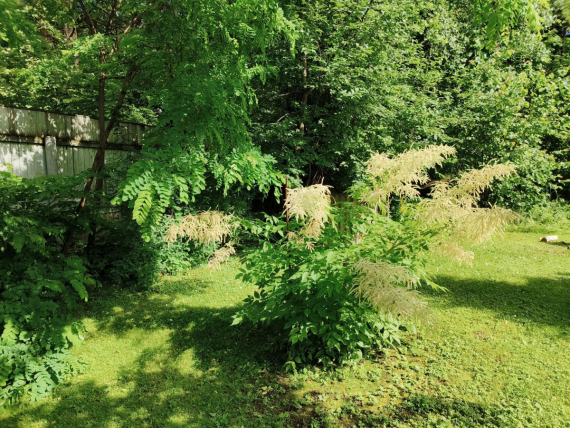 Флудилка: Немного дачной хроники в цветах