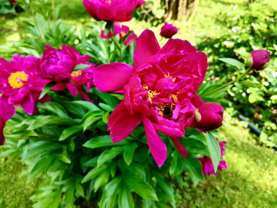 Флудилка: Немного дачной хроники в цветах