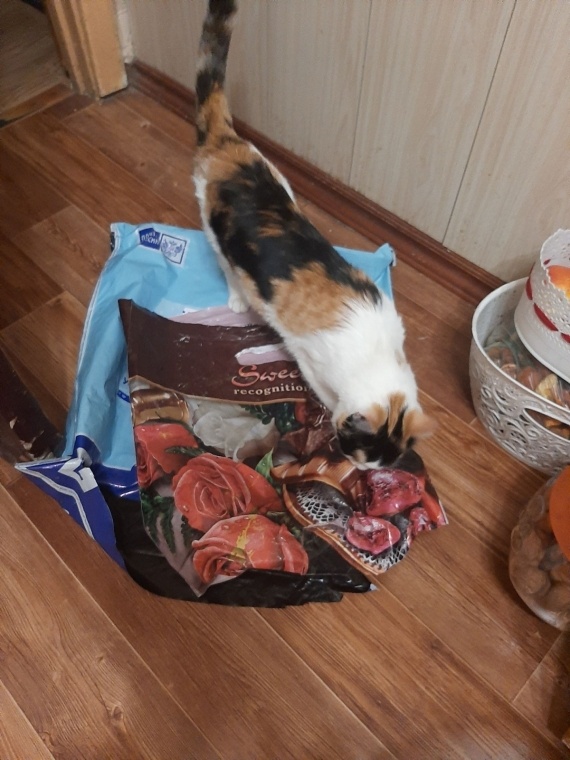 Флудилка: Коша с нагрузкой