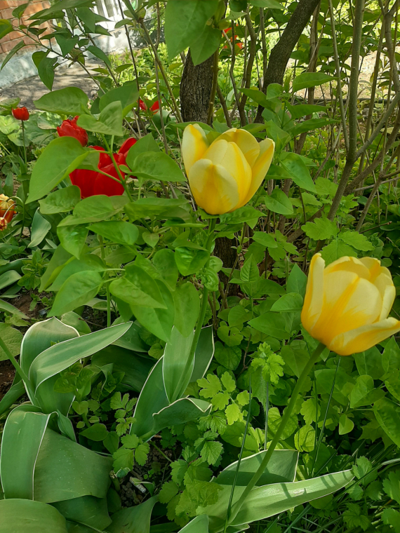 НЕбисерная лавка чудес: Майские тюльпаны и немного к Пасхе
