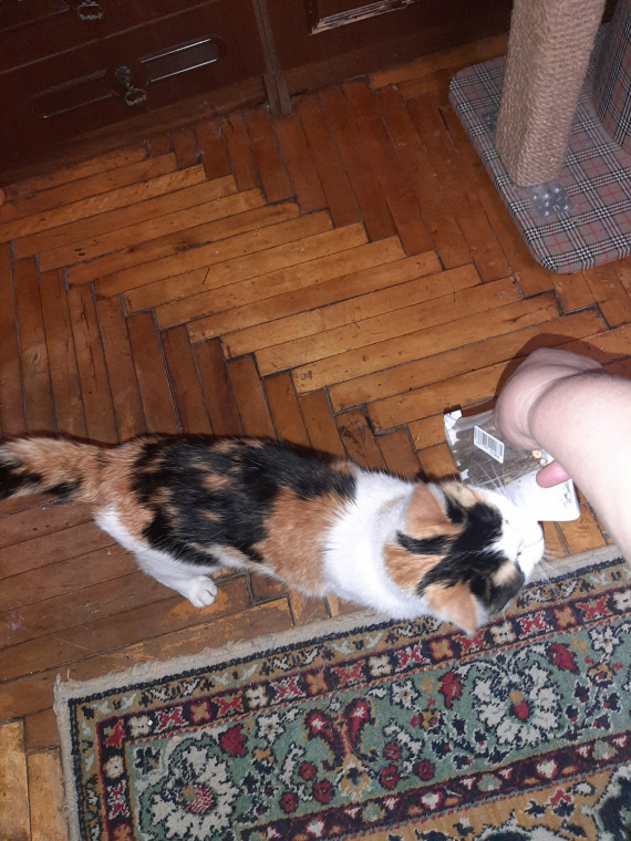 Флудилка: весенняя коробушка