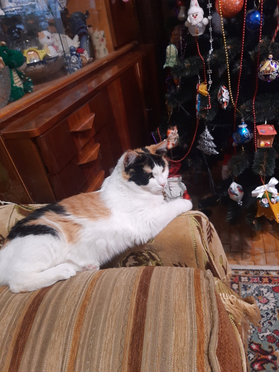 Флудилка: всяко разно,немножко новогоднего настроения