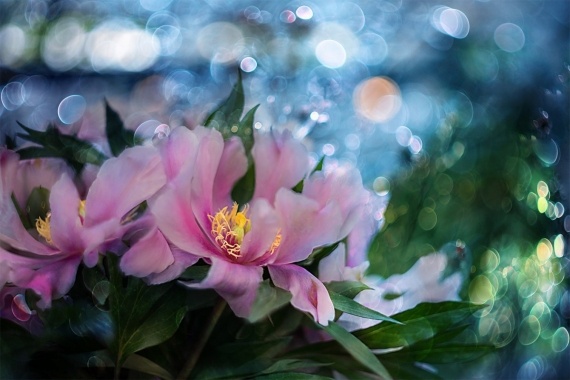 С Днём Рождения!