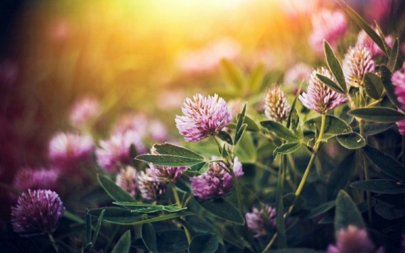 С Днём Рождения!