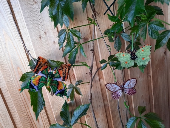 Альбом пользователя лягушка: Бабочки