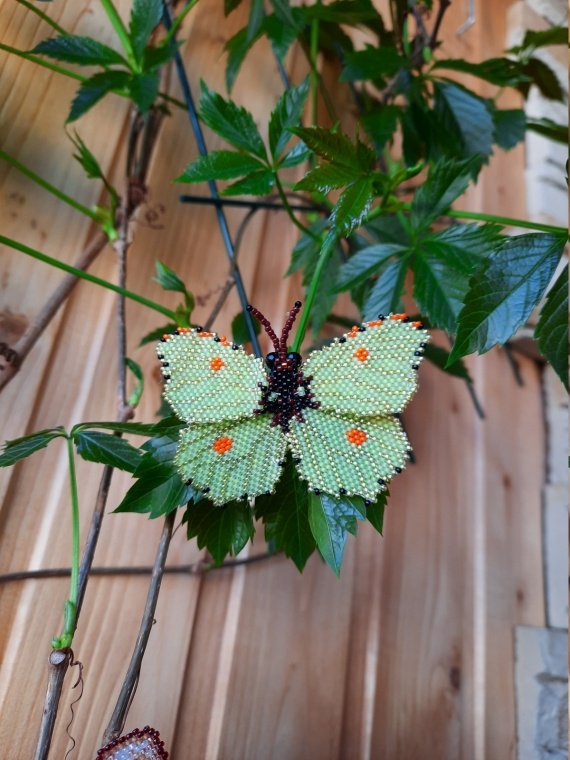 Альбом пользователя лягушка: Бабочки