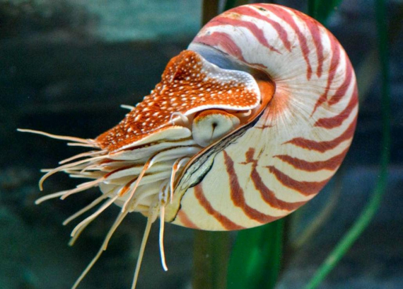 Альбом пользователя МаскаИ: Наутилус