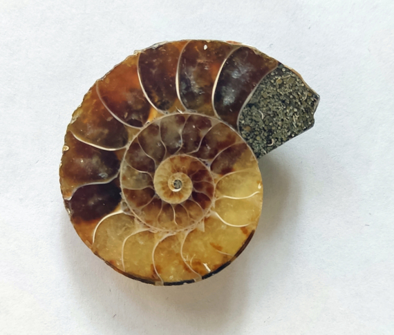 Альбом пользователя МаскаИ: Наутилус