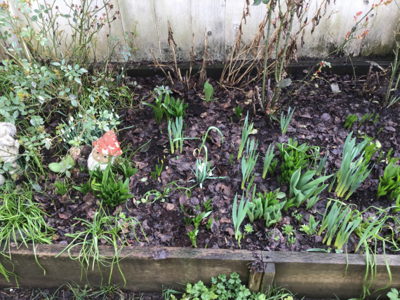 Сад и огород: А у нас в садочке (17 февраля)…….