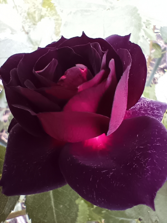 Альбом пользователя Marusa: Бабочки, друзья цветов.